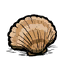 Seashell